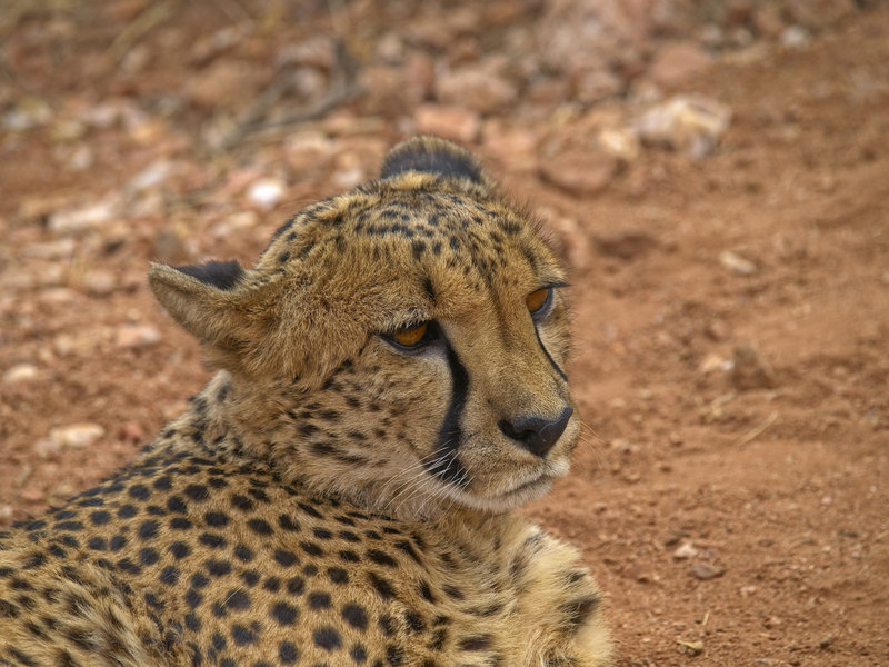 Cheetah, Hammerstein Lodge